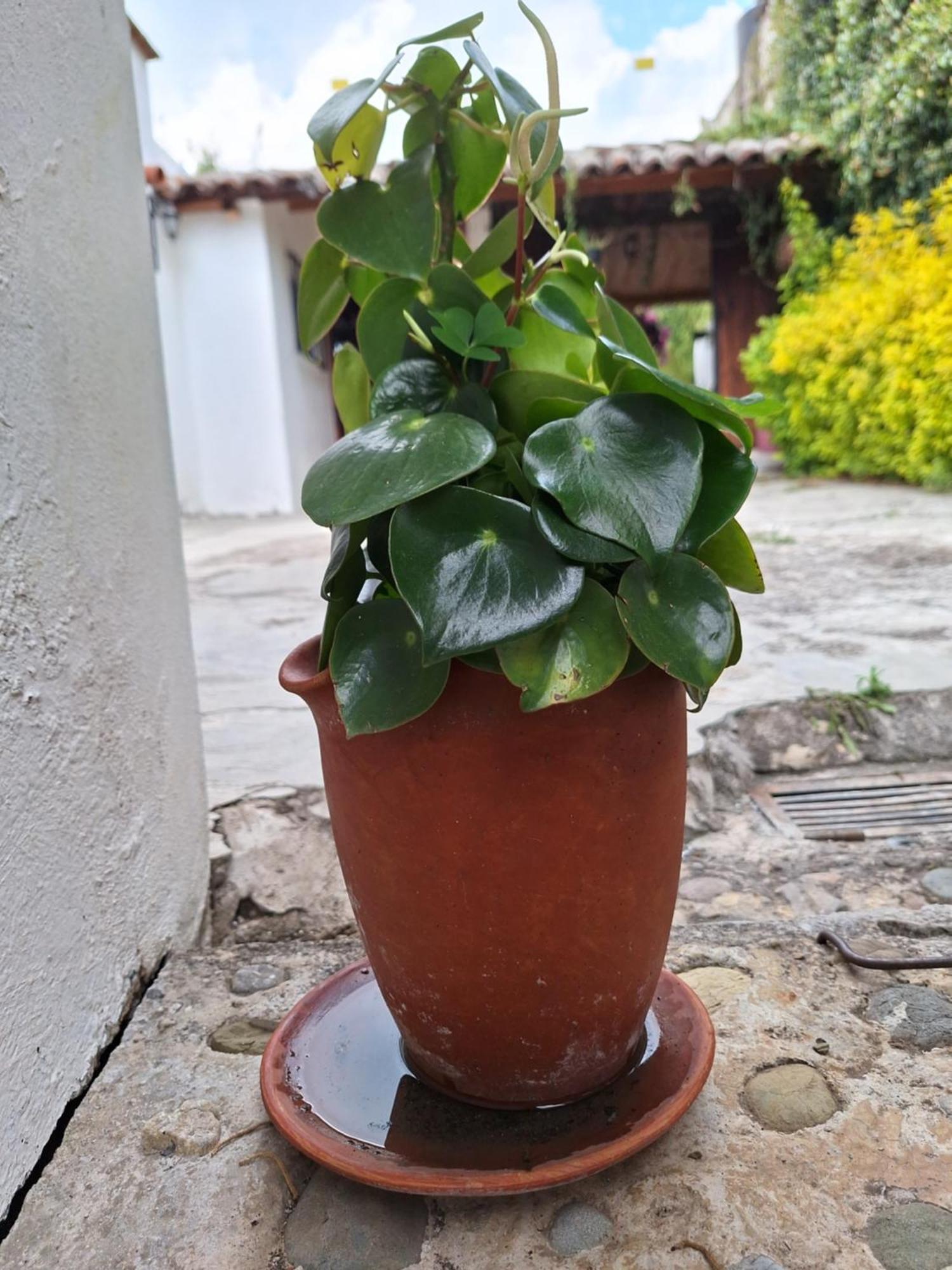 San Cristóbal de Las Casas Casa Mua酒店 客房 照片